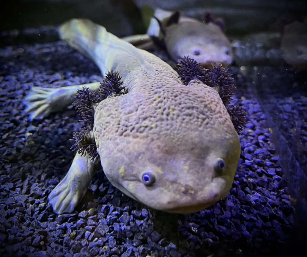 Aquarium Wilhelmshaven