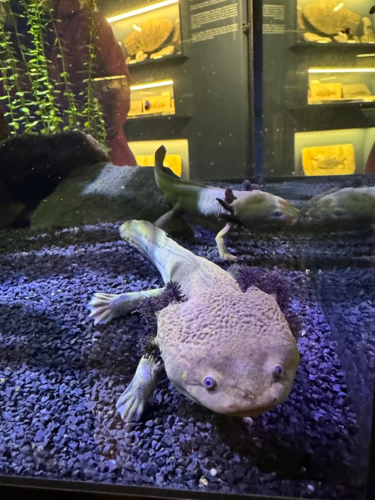 Aquarium Wilhelmshaven