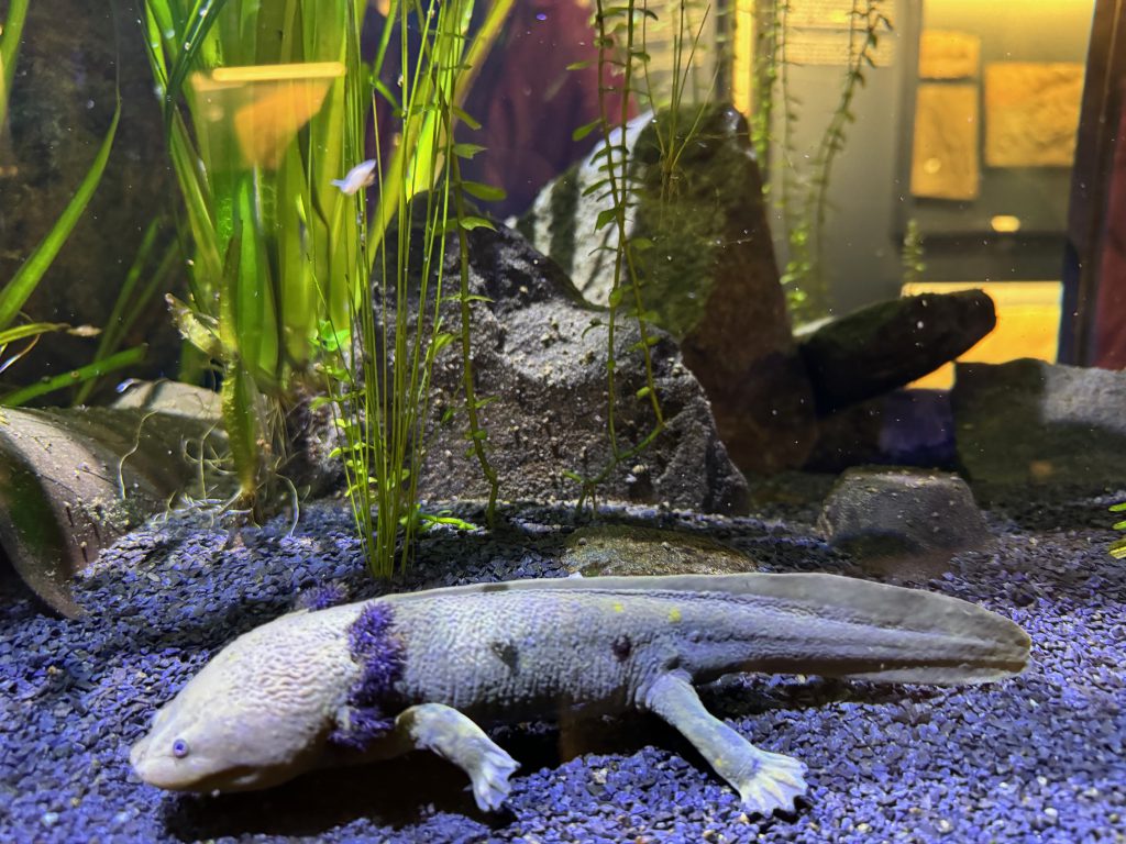 Aquarium Wilhelmshaven