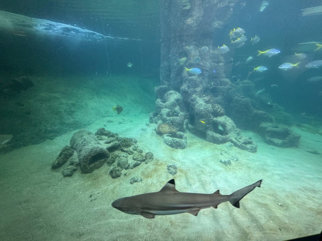 Aquarium Wilhelmshaven