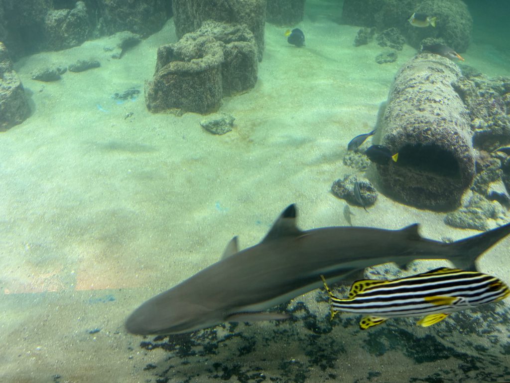 Aquarium Wilhelmshaven